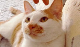 吃瓜视频大全高清,高清盛宴，揭秘娱乐圈幕后故事